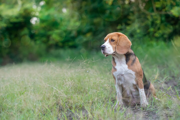 A cute beagle dog sits on the grass field.