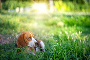 Beagle dog lay down on the grass field for relaxing under the evening sun light .