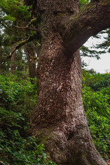 Vertical photo of an old tree in a green forest. Detail of an old tree trunk with roots and foliage