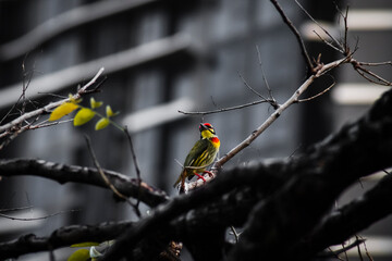 The coppersmith barbet (Psilopogon haemacephalus), also called crimson-breasted barbet and coppersmith
