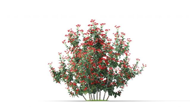 Brunfelsia flower on a white background 3D animation, Flowering shrubs animate in the wind on white background with alpha matt 3D virtual tree. Separated with alpha channels