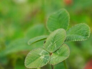 三つ葉