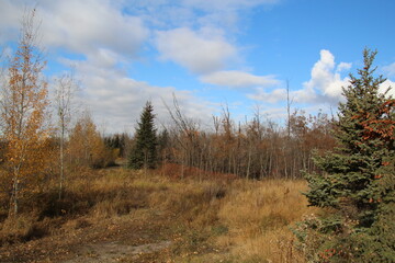 Fototapeta na wymiar autumn forest in the forest