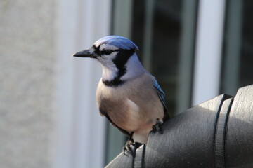 blue jay bird