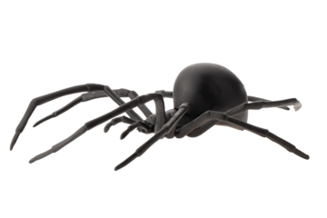 Fake rubber spider toy isolated over a white background. black spider toy isolated on a transparent background. Comic horror for Halloween.