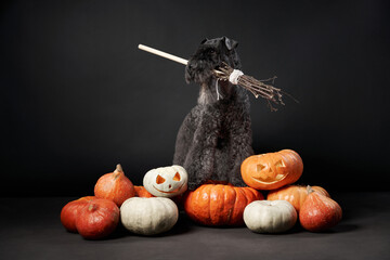 dog Kerry blue terrier holds a broom in his teeth. Halloween pet with pumpkins