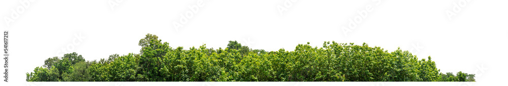 Poster green trees isolated on white background. are forest and foliage in summer for both printing and web