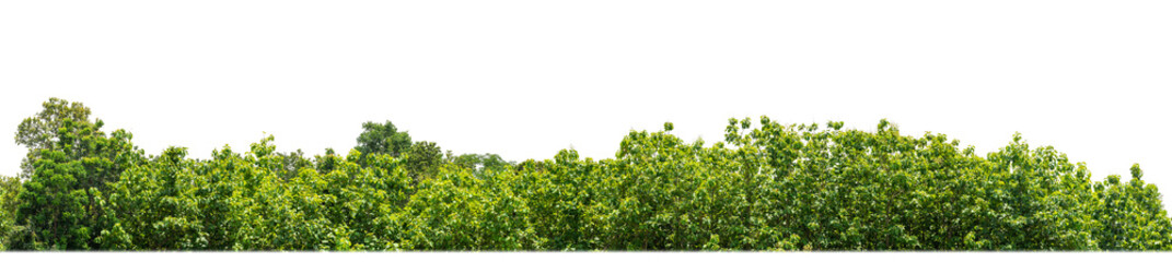 Green Trees isolated on white background. are Forest and foliage in summer for both printing and web pages with cut path and alpha channel © Sarawut