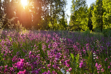 Naklejka premium Beautiful spring landscape with blooming purple flowers on meadow and sunrise. blurred scenery background of flowering wild flowers on field
