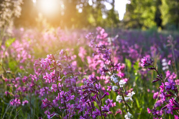 Obraz na płótnie Canvas Beautiful spring landscape with blooming purple flowers on meadow and sunrise. blurred scenery background of flowering wild flowers on field