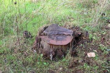 An old stump is a small part of a felled tree trunk.