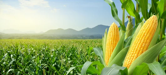 Fotobehang Corn cobs in corn plantation field. © Paitoon