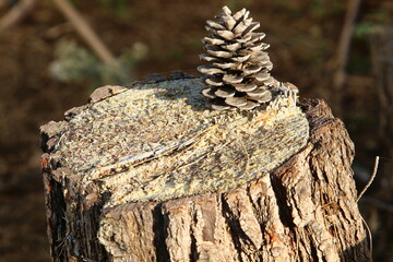 An old stump is a small part of a felled tree trunk.