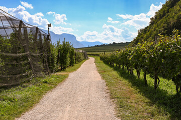 Fototapeta na wymiar Wanderweg führt vorbei an Apfelplantagen in Südtirol, Kaltern, am See, Bozen, Italien