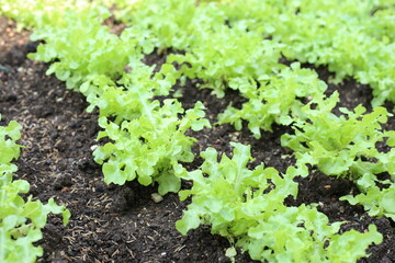 vegetable plantations grow in the field. vegetable rows. farming, agriculture. Landscape with agricultural land. crops. selective focus