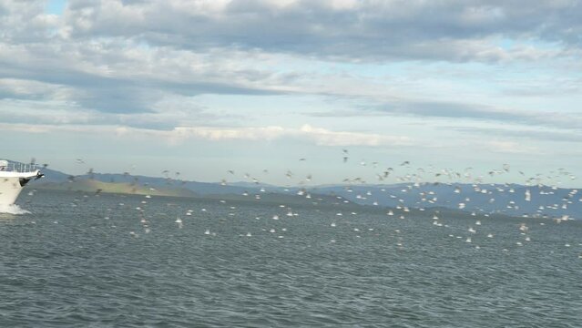 Ocean birds flying in front of a yacht in the San Francisco Bay near the Redwood City Marina