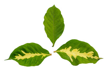 Obraz premium Leaf on White Backdrop