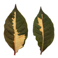 Leaf  on White Backdrop