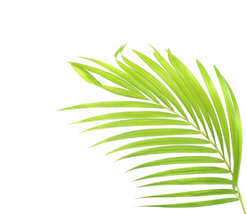 Fototapeta na wymiar green palm leaf isolate on white background