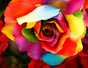 Fototapeta na wymiar rainbow rose with colored petals