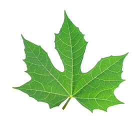 Fototapeta premium Leaf on White Backdrop