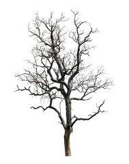 Dead tree that are isolated on a white background are suitable for both printing and web pages