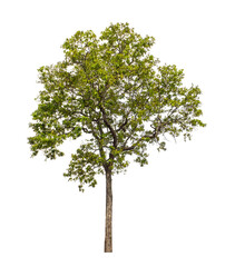 Tree that are isolated on a white background are suitable for both printing and web pages