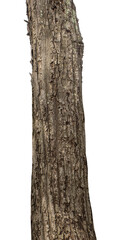 Trunk of a Tree Isolated On White Background