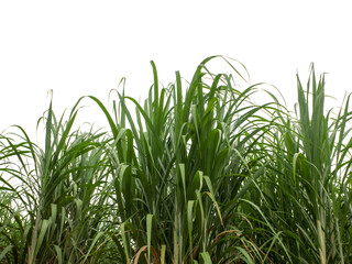 Obraz premium Sugar cane isolated on white background and cliping path