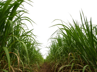 Sugar cane isolated on white background and cliping path