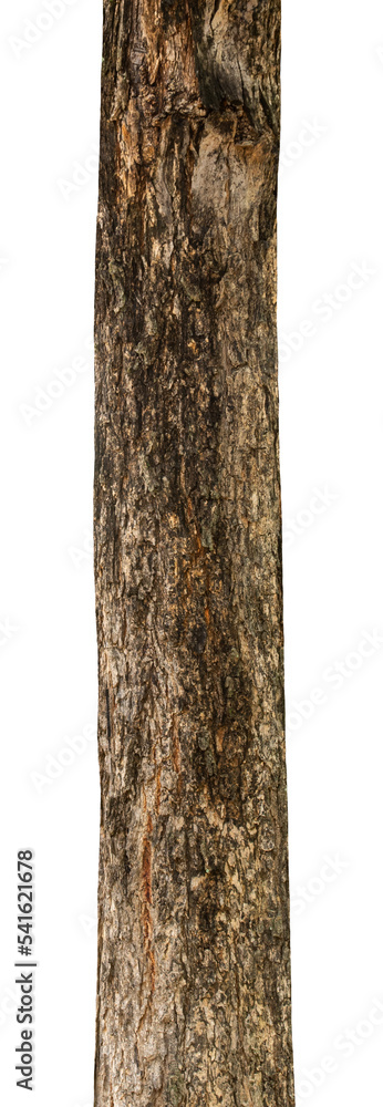 Aufkleber trunk of a tree isolated on white background