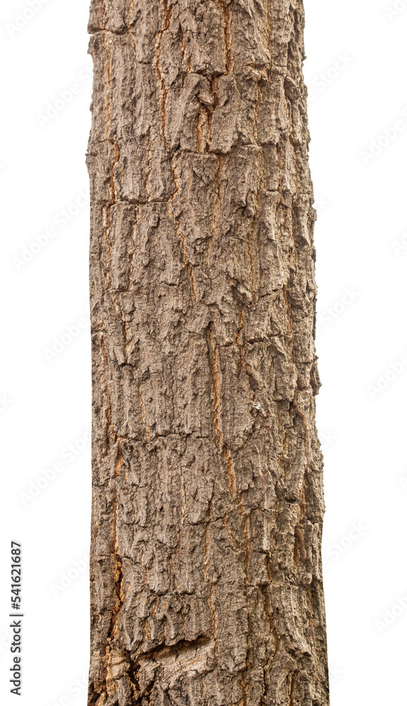 Poster Trunk of a Tree Isolated On White Background