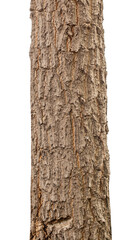 Trunk of a Tree Isolated On White Background