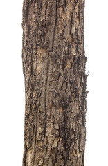 Trunk of a Tree Isolated On White Background