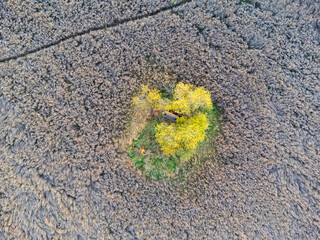 An aerial view of trees and a field of dried weeds. Nature from a bird's eye view.