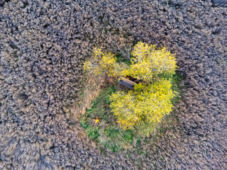 An aerial view of trees and a field of dried weeds. Nature from a bird's eye view.