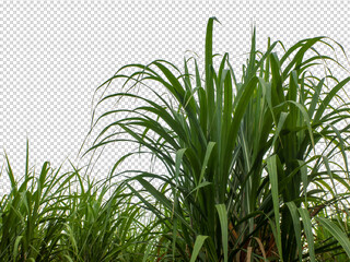 sugar cane on transparent picture background with clipping path