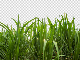 sugar cane on transparent picture background with clipping path