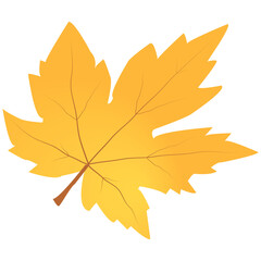 PNG Hello autumn orange maple leaf isolated on transparent background. PNG Illustration