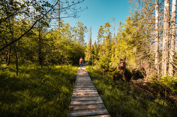 Mountain landscape in Slovakia mountains, Juranova dolina - valley in The Western Tatras national park, oravice, Orava region. Educational trail through the bog © Zedspider