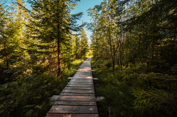 Mountain landscape in Slovakia mountains, Juranova dolina - valley in The Western Tatras national park, oravice, Orava region. Educational trail through the bog © Zedspider