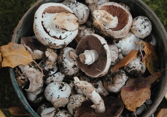 Freshly picked mushrooms in a bucket against the background of withered autumn leaves. Picking and harvesting mushrooms in autumn.