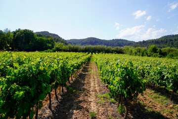 Fototapeta na wymiar vine spraying of grapevine in medoc Bordeaux vineyard in france