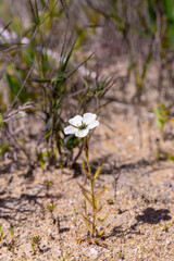 Single Drosera cistiflora, a carnivorous plant from the Sundew family, in natural habitat near Malmesbury in South Africa