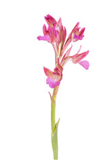 Orchis Papilionacea, Anacamptis Papilionacea - Butterfly Orchid isolated on a white background, Mediterranean species, from Europe