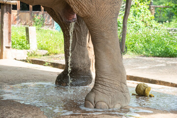 close - up of Elephant Urinating , Elephant taking pee.