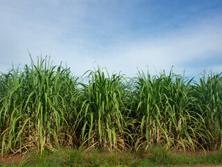 Sugarcane field at sunrise. Aerial view or top view of Sugarcane or agriculture in Thailand.