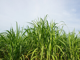Sugarcane field at sunrise. Aerial view or top view of Sugarcane or agriculture in Thailand.