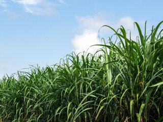 Sugarcane plantations,the agriculture tropical plant in Thailand