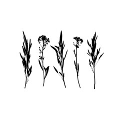 Isolated Silhouette of Wild Meadow Greenery, Twig and Flowers. Realistic Botanical PNG Illustration for Your Design